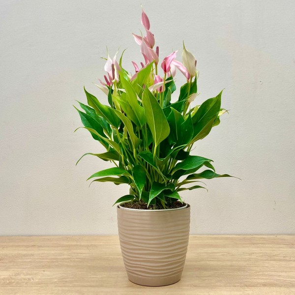 Антуриум Лилли