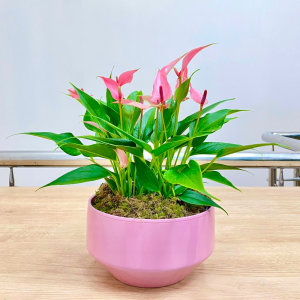 Антуриум Лили  подарочный