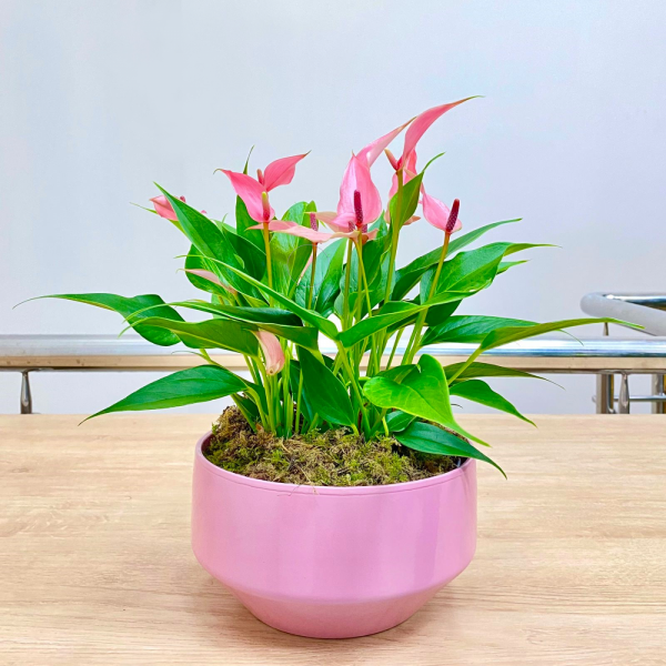 Антуриум Лили  подарочный