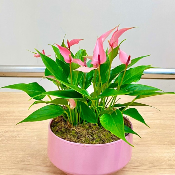 Антуриум Лили  подарочный