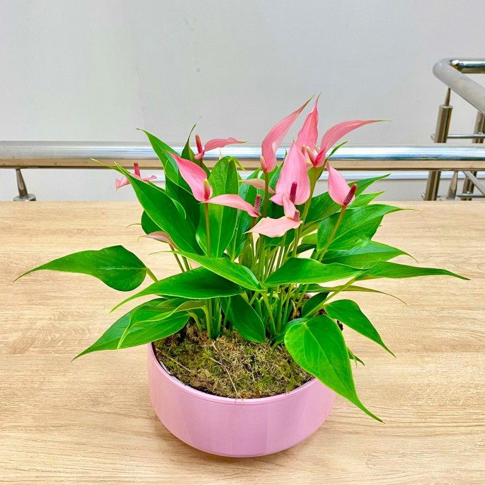 Антуриум Лили  подарочный