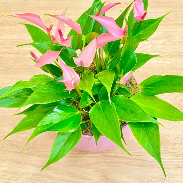 Антуриум Лили  подарочный