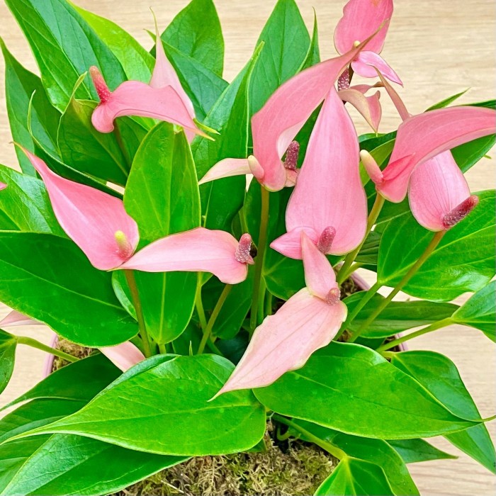 Антуриум Лили  подарочный