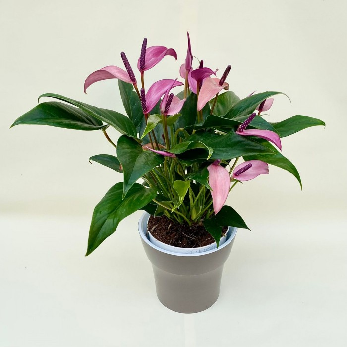 Антуриум Зизу