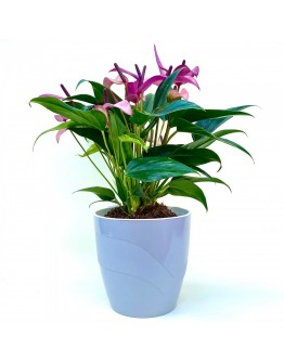 Антуриум Зизу