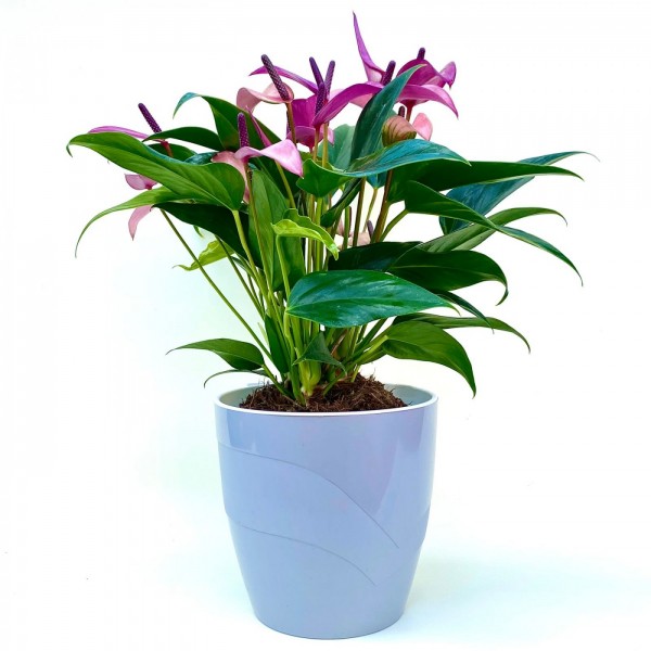 Антуриум Зизу