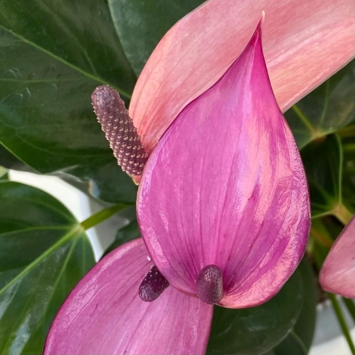 Антуриум Зизу