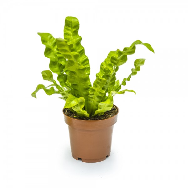 Асплениум  в горшке