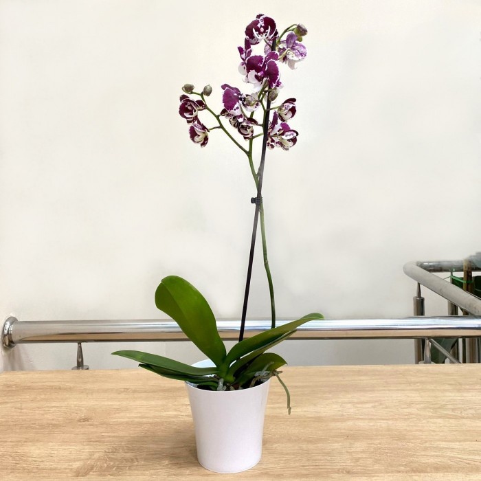 Орхидея Фаленопсис одноствольная фиолетово-белая
