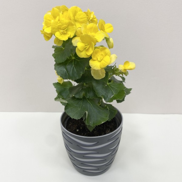 Бегония желтая Элатиор в горшке