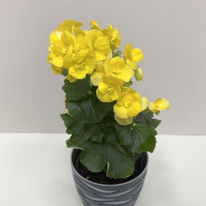 Бегония желтая Элатиор в горшке