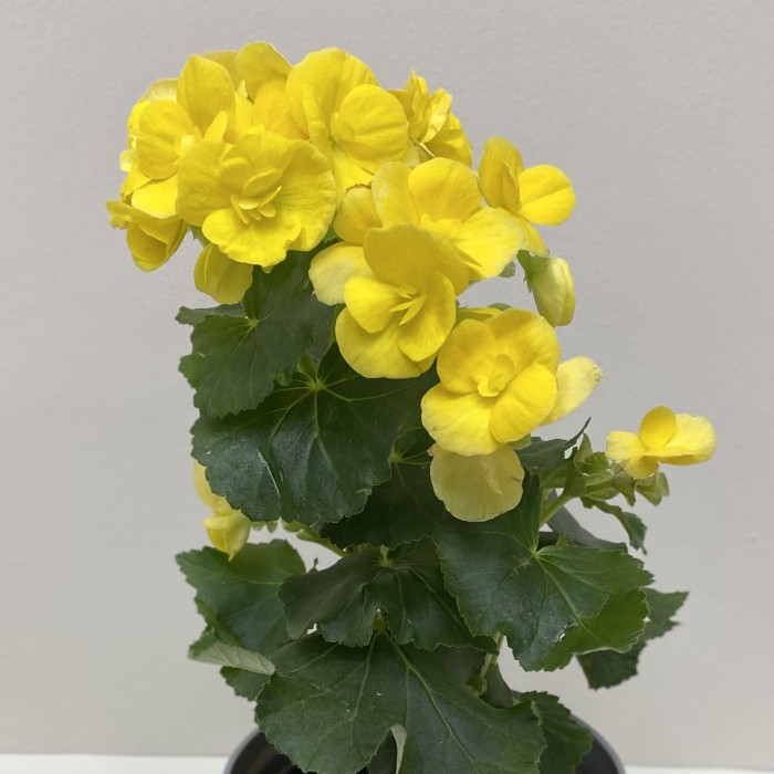 Бегония желтая Элатиор в горшке