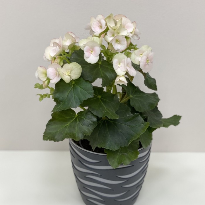 Бегония белая в горшке