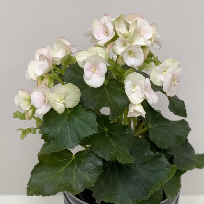 Бегония белая в горшке