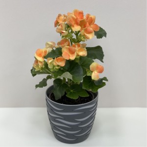 Бегония оранжевая в горшке
