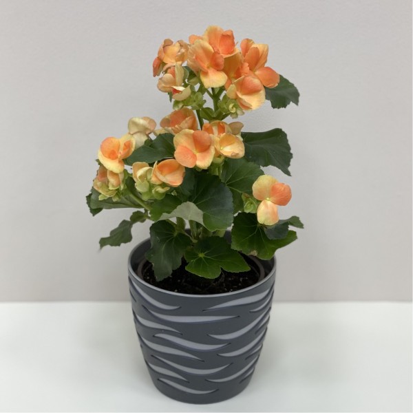 Бегония оранжевая в горшке