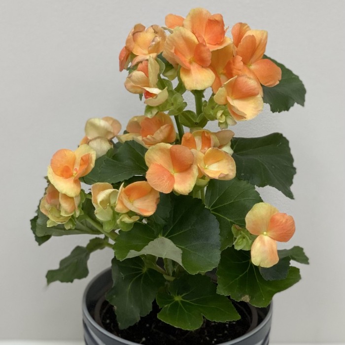 Бегония оранжевая в горшке