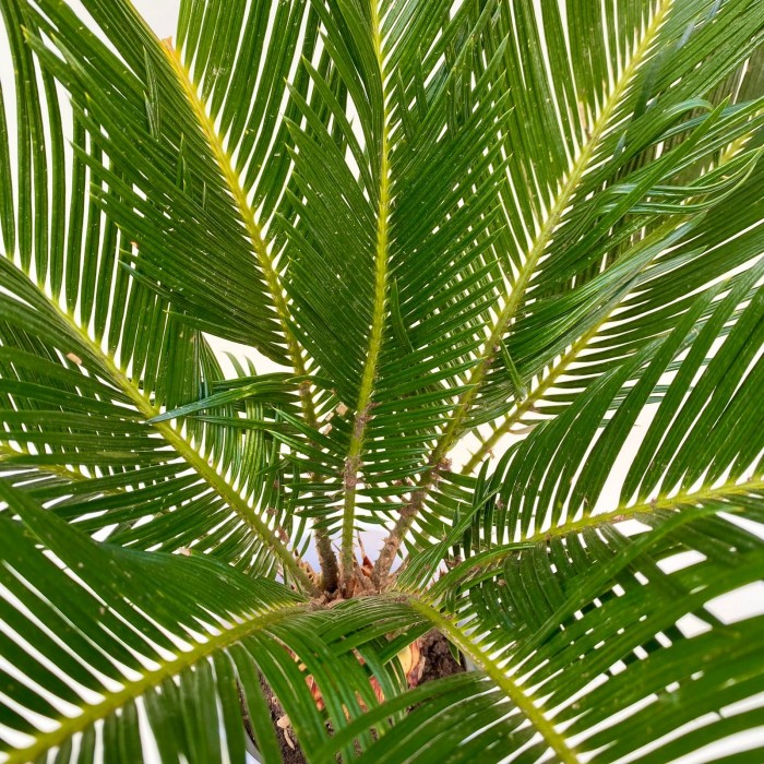 Цикас революта