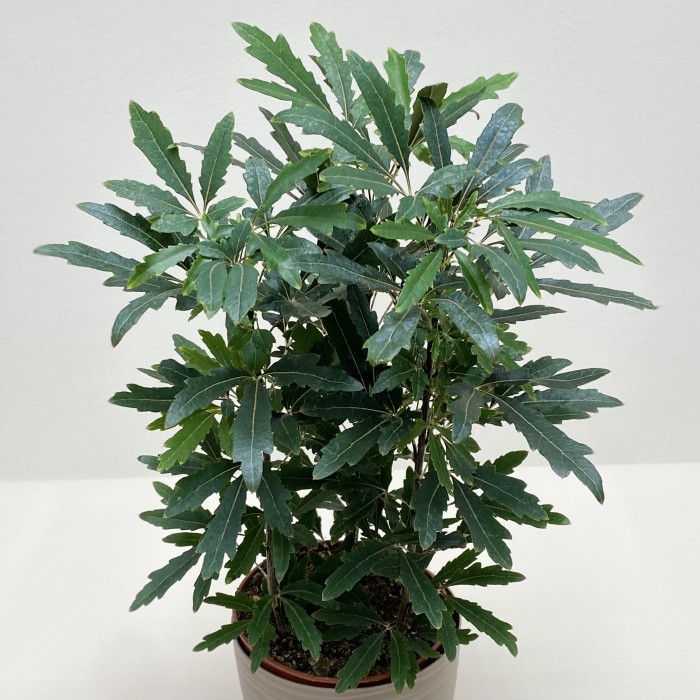 Дизиготека в горшке