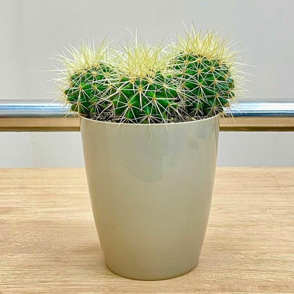 Эхинокактус Грузони (горшок 12 см)