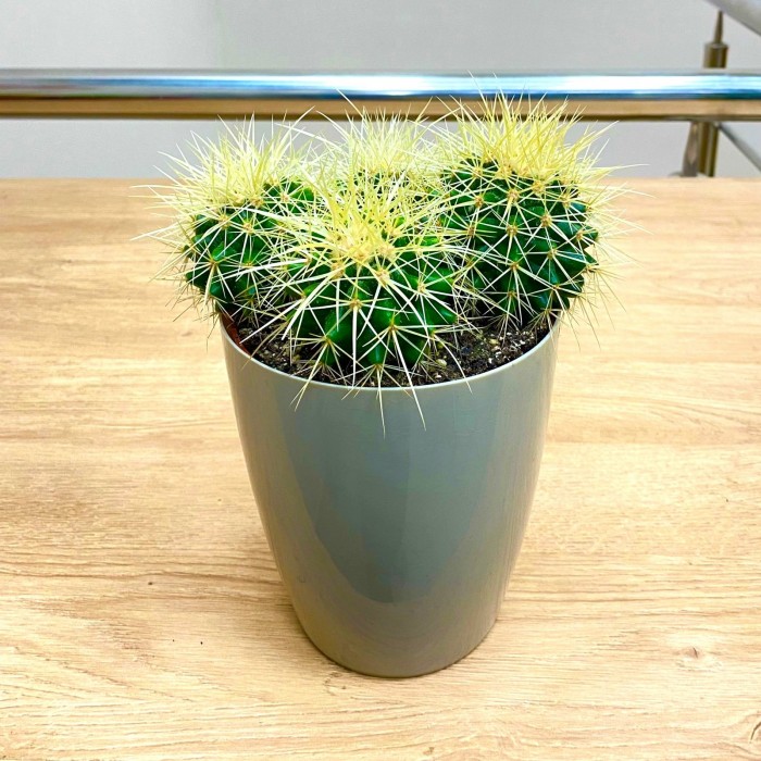 Эхинокактус Грузони (горшок 12 см)