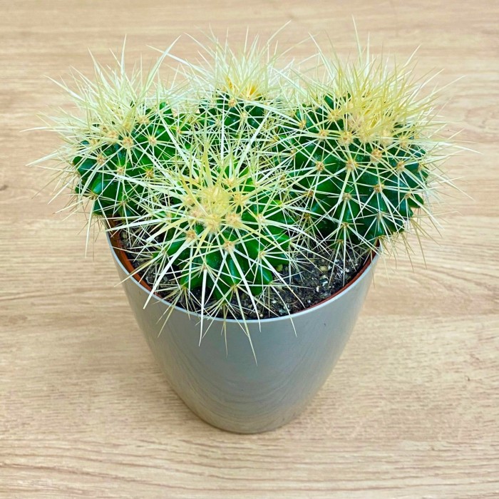Эхинокактус Грузони (горшок 12 см)