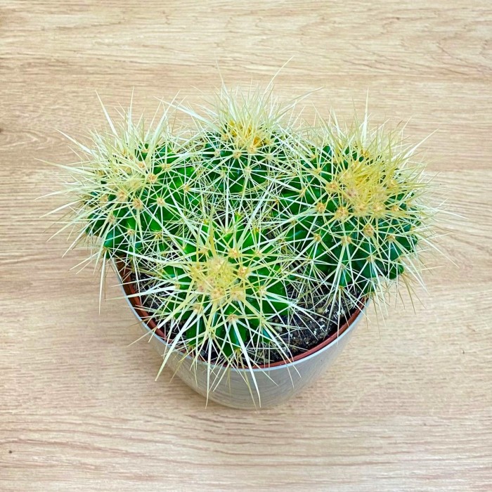 Эхинокактус Грузони (горшок 12 см)