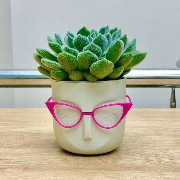 Эхеверия в кашпо Стив