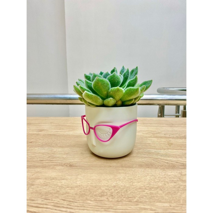 Эхеверия в кашпо Стив