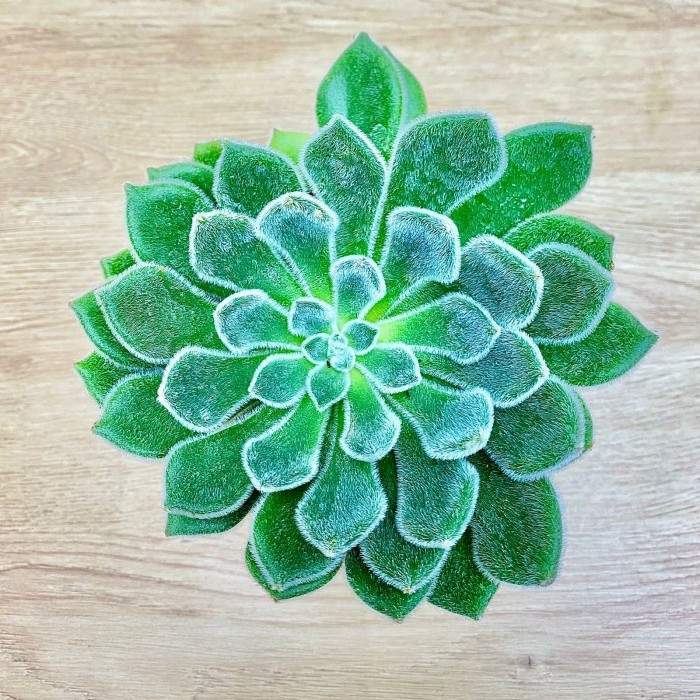 Эхеверия в кашпо Стив