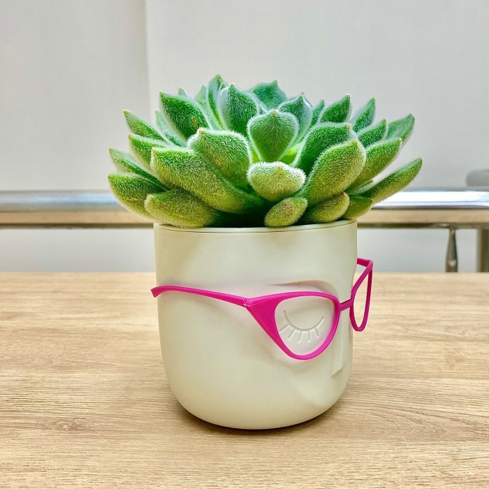 Эхеверия в кашпо Стив