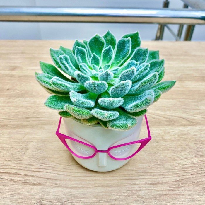 Эхеверия в кашпо Стив