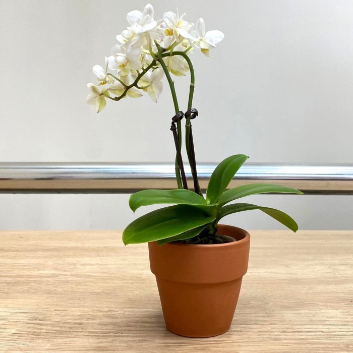 Орхидея Фаленопсис мини белая