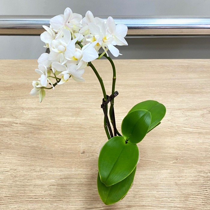 Орхидея Фаленопсис мини белая