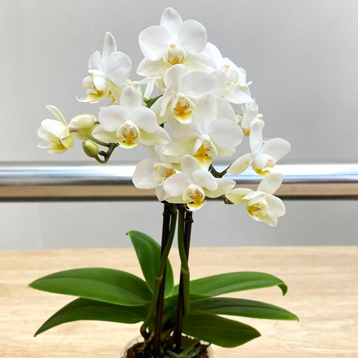 Орхидея Фаленопсис мини белая