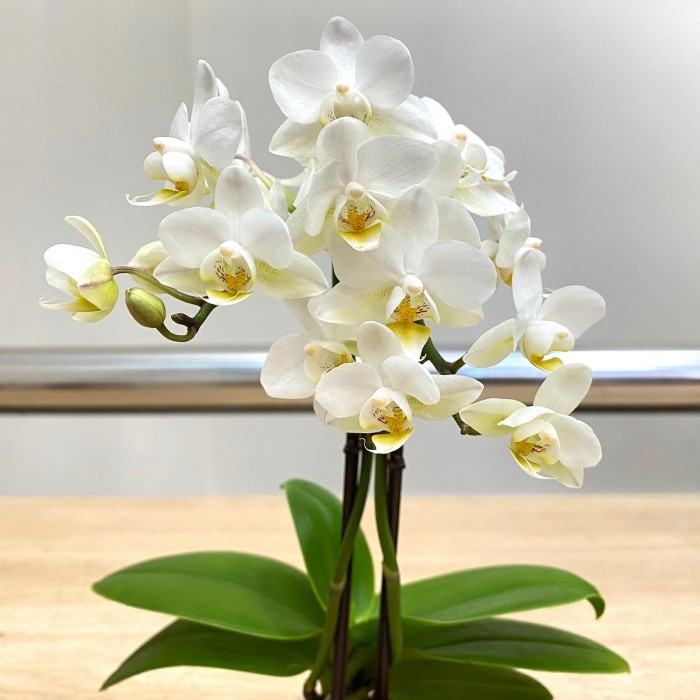 Орхидея Фаленопсис мини белая