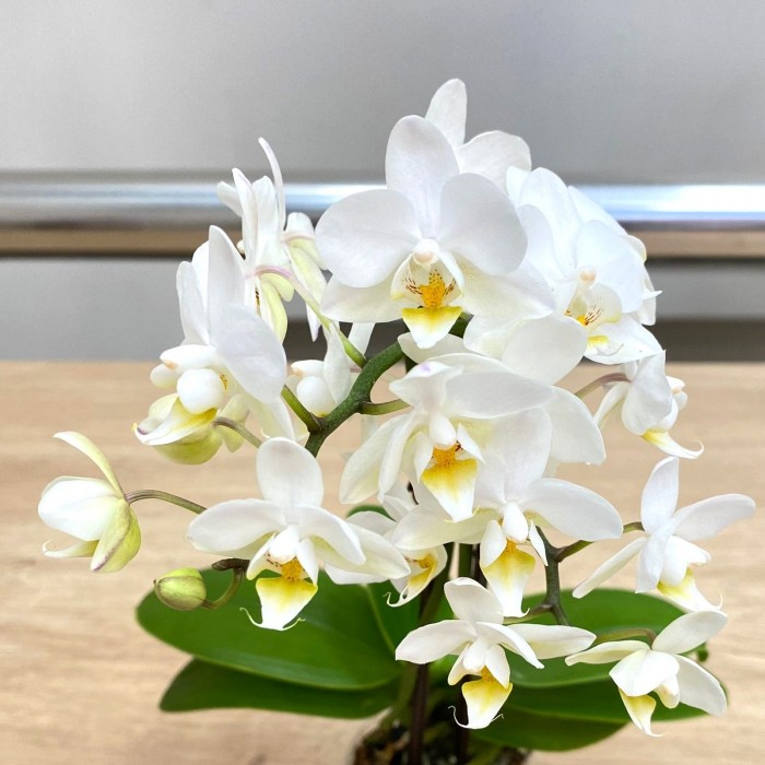 Орхидея Фаленопсис мини белая