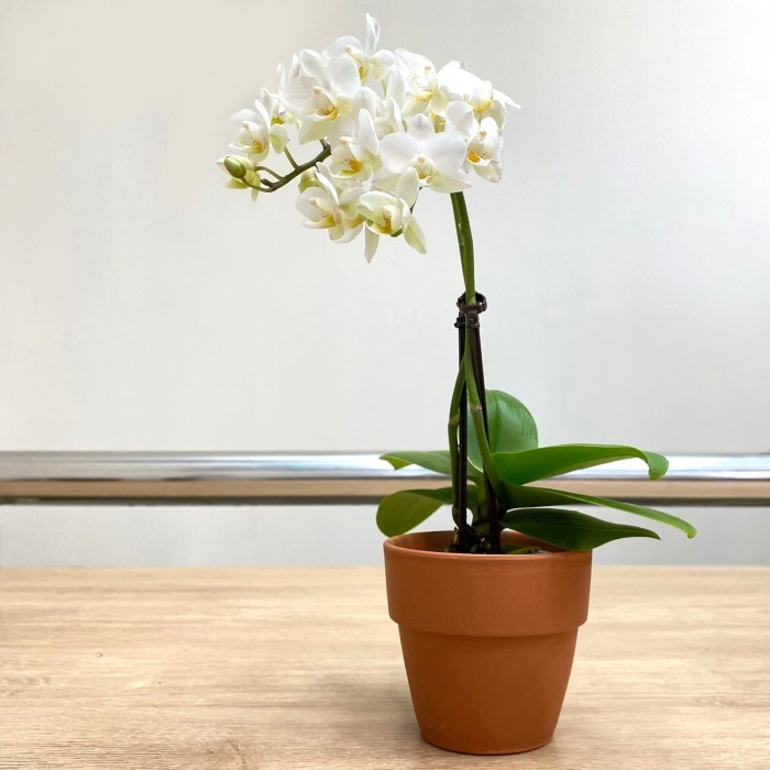 Орхидея Фаленопсис мини белая