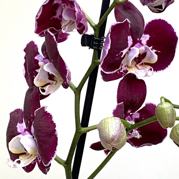 Фаленопсис двухствольный бордовый с белой серединкой