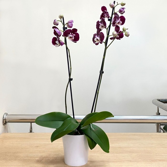 Фаленопсис двухствольный бордовый с белой серединкой