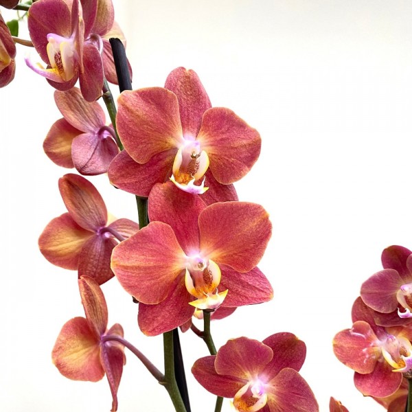 Орхидея Фаленопсис двухствольная розово-коричневая