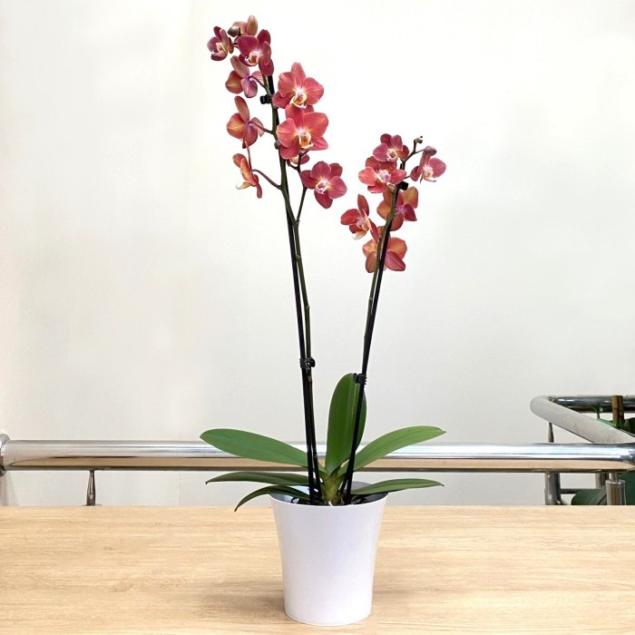 Орхидея Фаленопсис двухствольная розово-коричневая