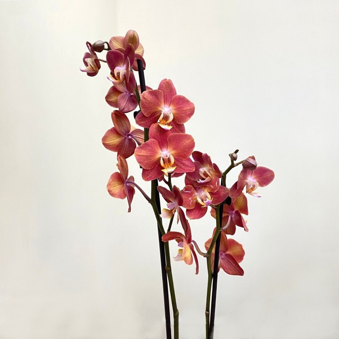Орхидея Фаленопсис двухствольная розово-коричневая