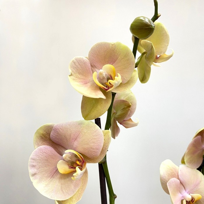 Орхидея Фаленопсис двуствольная жёлто-розовая