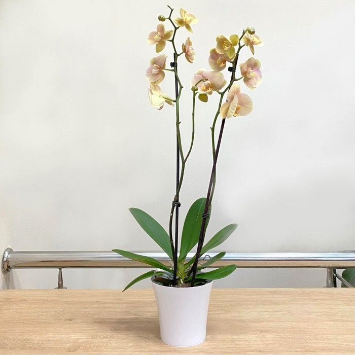 Орхидея Фаленопсис одноствольная жёлто-зелёная