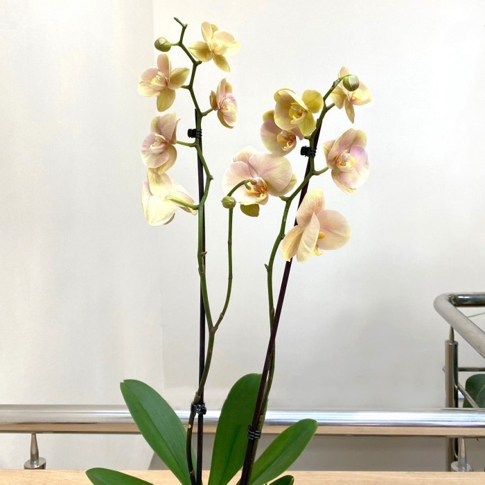 Орхидея Фаленопсис одноствольная жёлто-зелёная