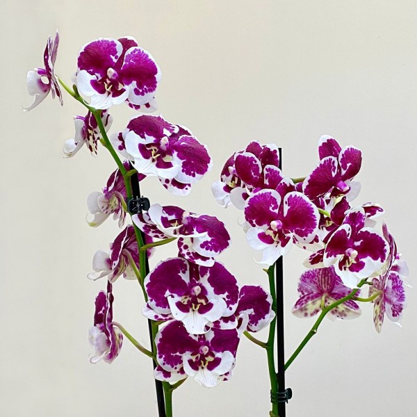 Орхидея фаленопсис двуствольная белая с фиолетовыми пятнами