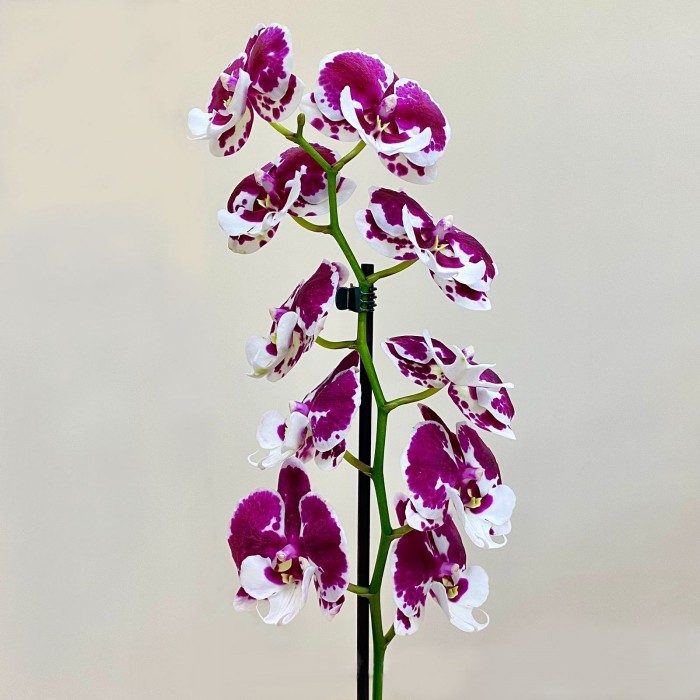 Орхидея фаленопсис двуствольная белая с фиолетовыми пятнами