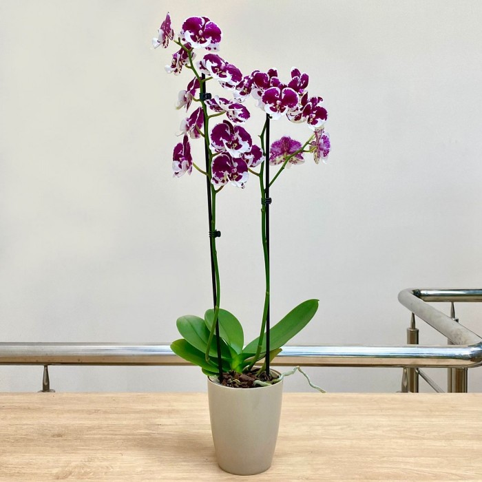 Орхидея фаленопсис двуствольная белая с фиолетовыми пятнами
