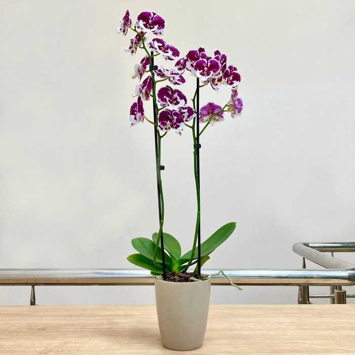 Орхидея фаленопсис двуствольная белая с фиолетовыми пятнами